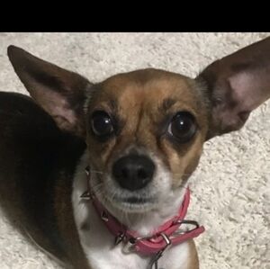 Meet your Posher, Rosie